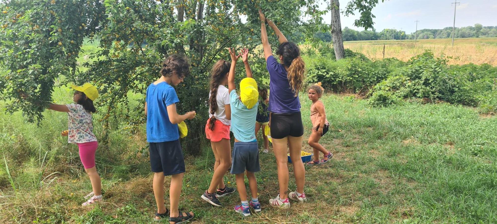 Agriturismo Il Campagnino Cremona Kültér fotó