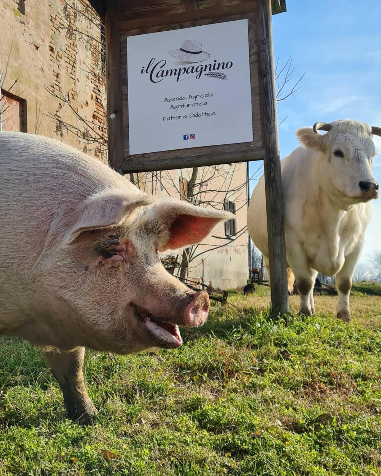 Agriturismo Il Campagnino Cremona Kültér fotó