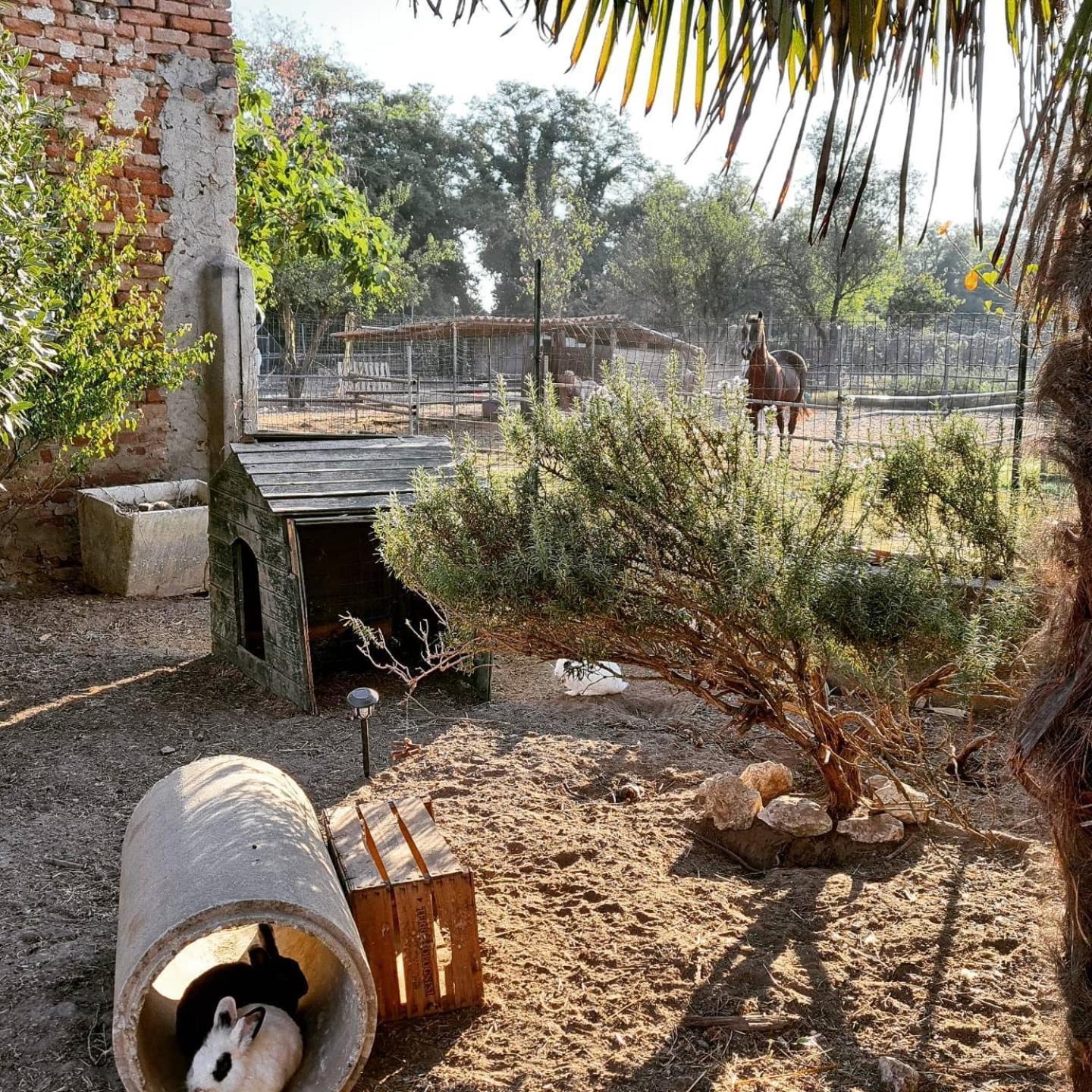 Agriturismo Il Campagnino Cremona Kültér fotó